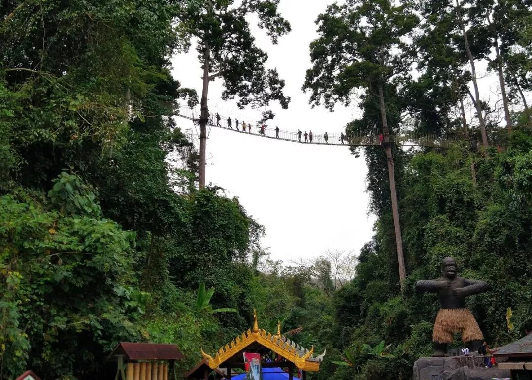 望天樹景區