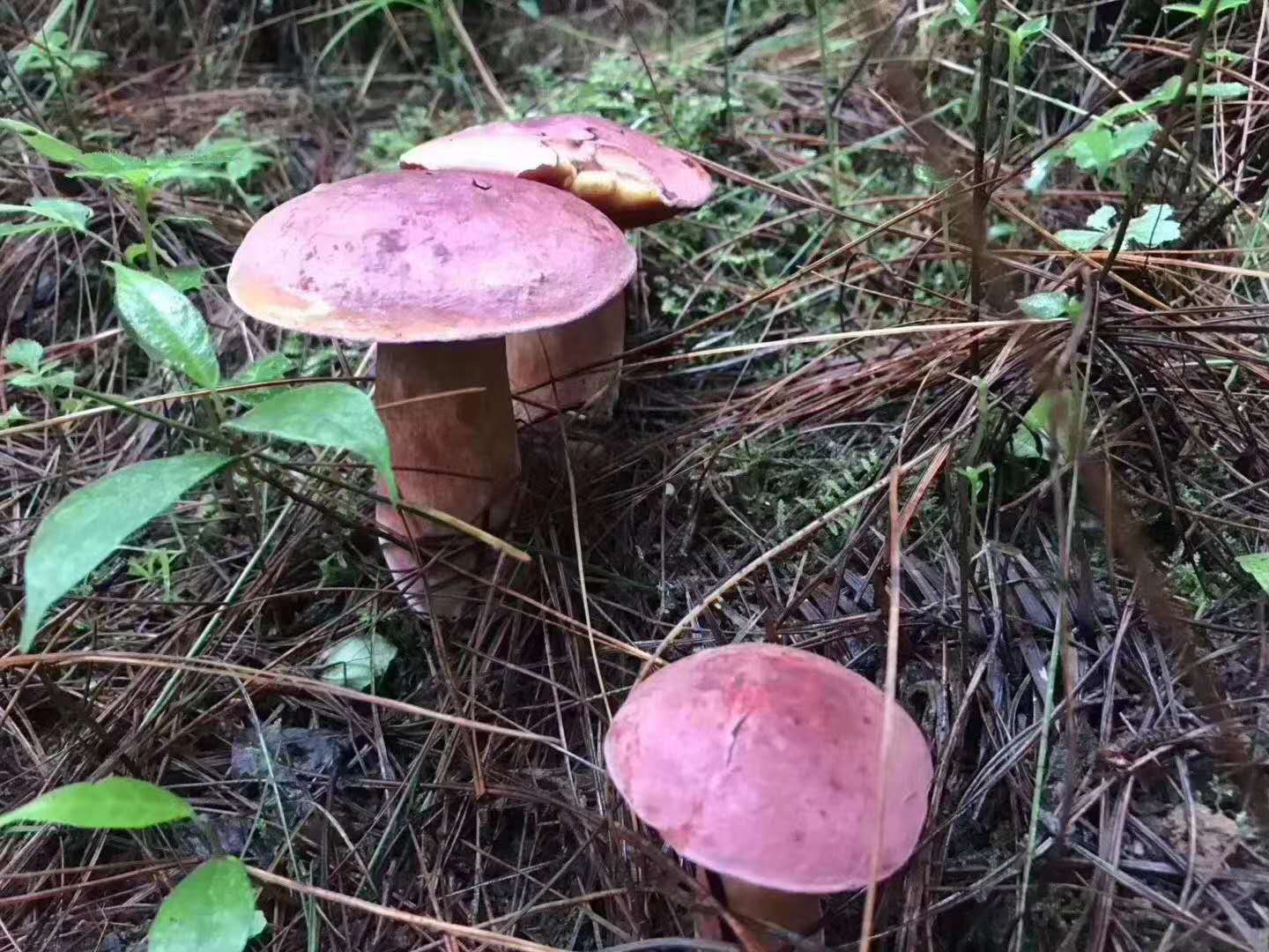 西雙版納