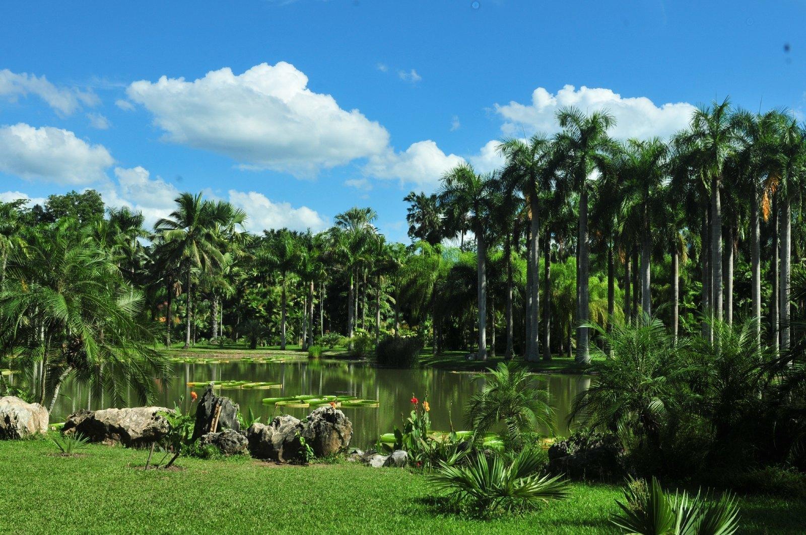 中科院西雙版納熱帶植物園旅游攻略