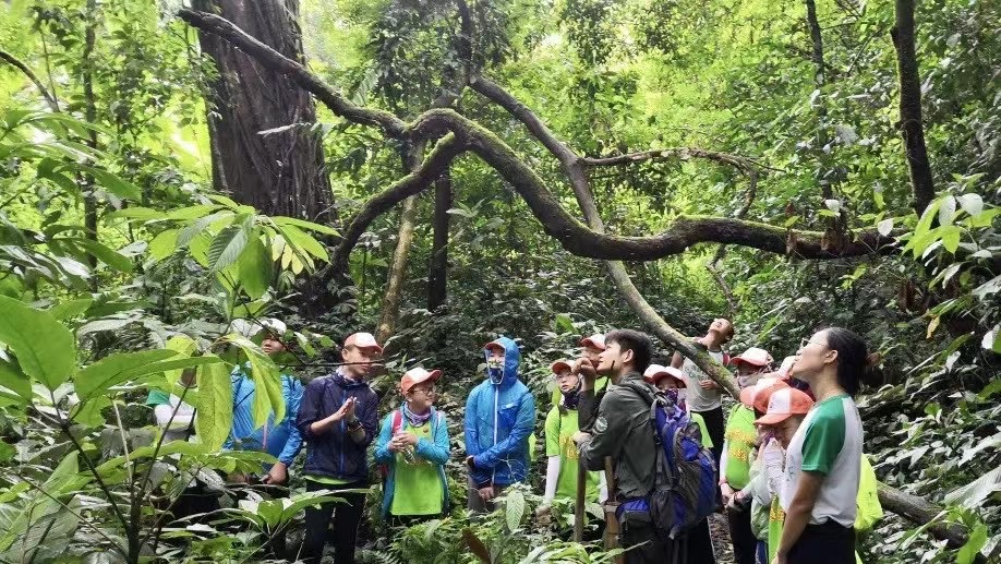 西雙版納勐遠仙境雨林穿越：帶你探秘原始雨林，尋找神奇的雨林精靈