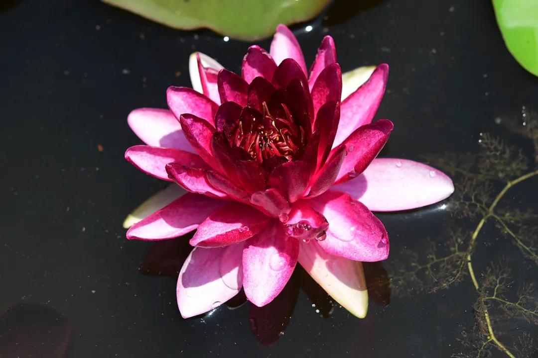 1.92米！版納植物園60年來最大王蓮已長(zhǎng)成，你還不來嗎？