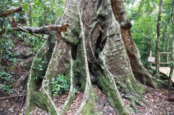 走進勐遠仙境，感受超乎想象的生物多樣性，是公司團建的最佳選擇