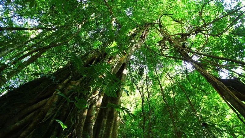 西雙版納旅游