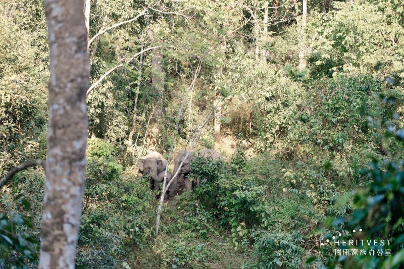 野象谷現場