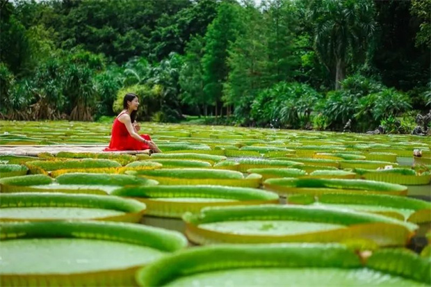 有一種叫云南的生活·景區 | 快來中科院西雙版納熱帶植物園體驗王蓮“水上漂”